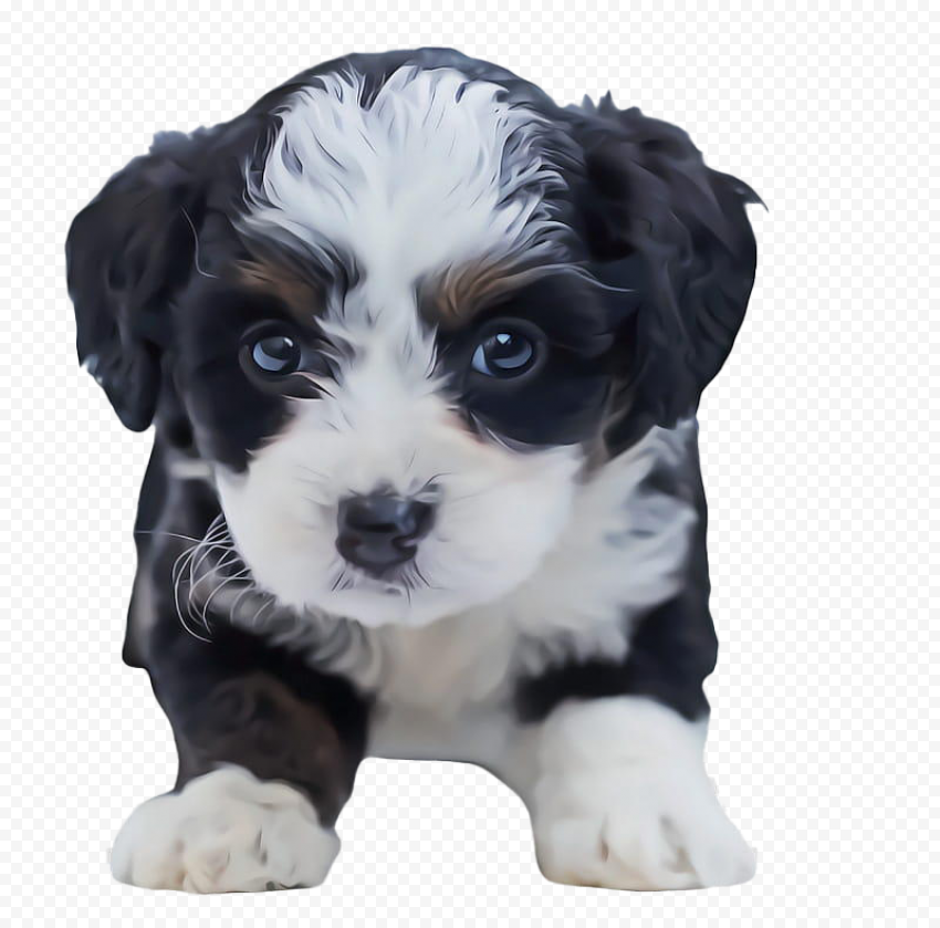 Dog Shih Tzu Puppy PNG Clipart