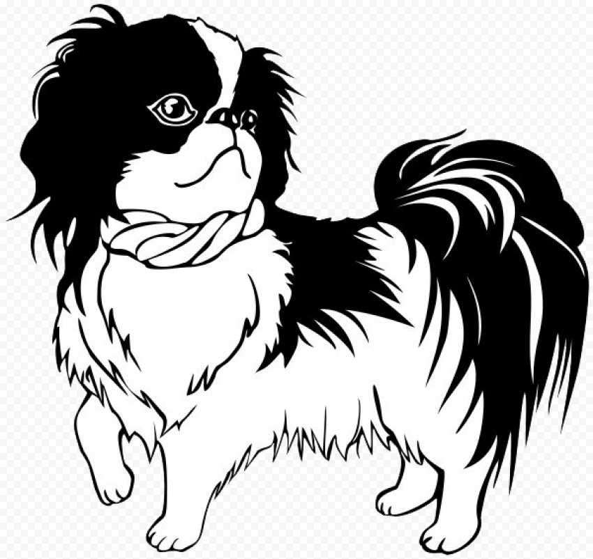 Dog Shih Tzu PNG Transparent Picture