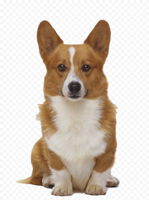 Dog Cute Corgi Dog PNG Transparent Image
