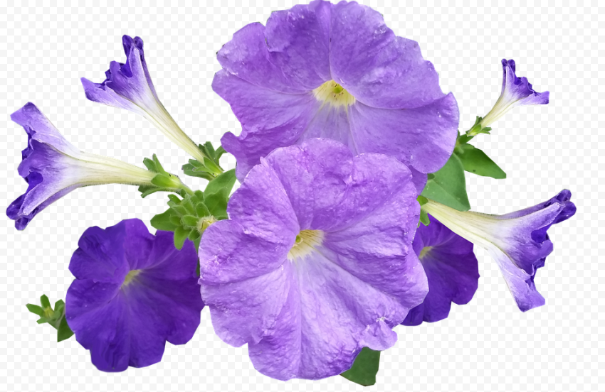 Download Petunia PNG Image