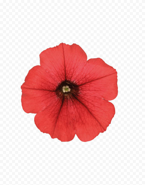 Download Petunia PNG Photo