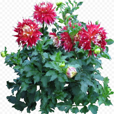 Download Dahlia PNG Clipart