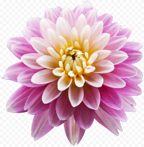 Download Dahlia PNG Photos