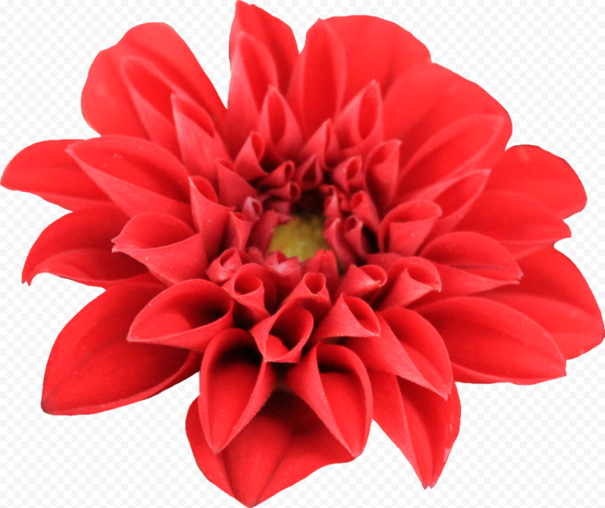 Download Dahlia PNG Transparent Image