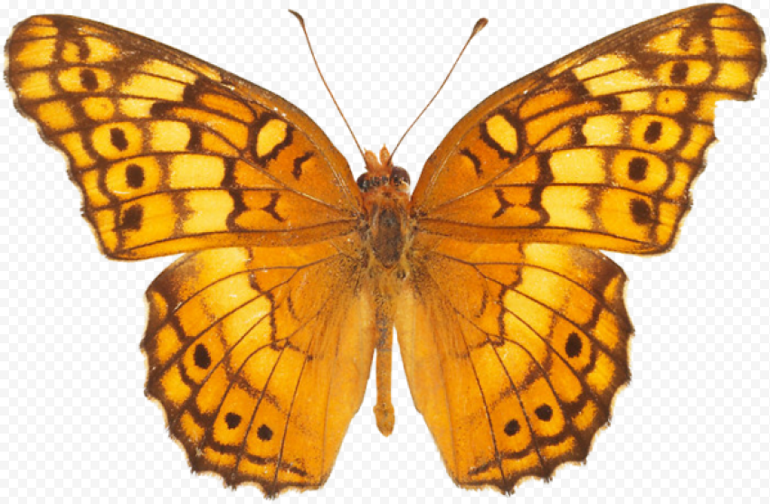 butterfly png gold color 