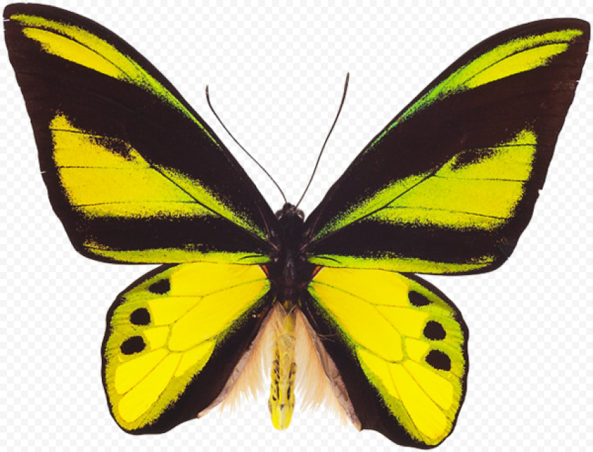 beautiful butterfly png outline 
