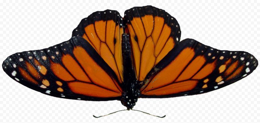 golden butterfly color