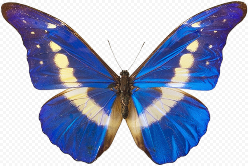 butterfly png clipart image