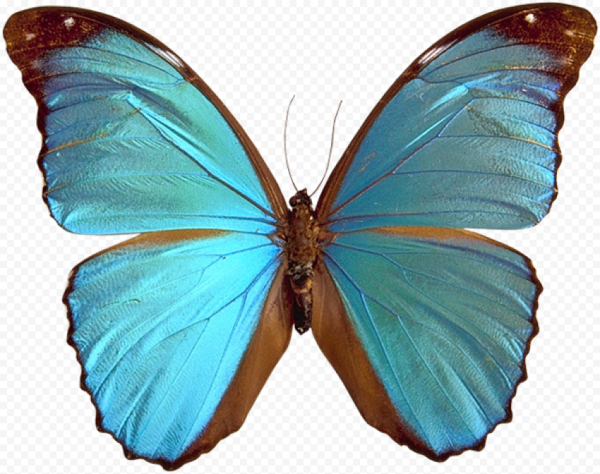 butterfly png transparent