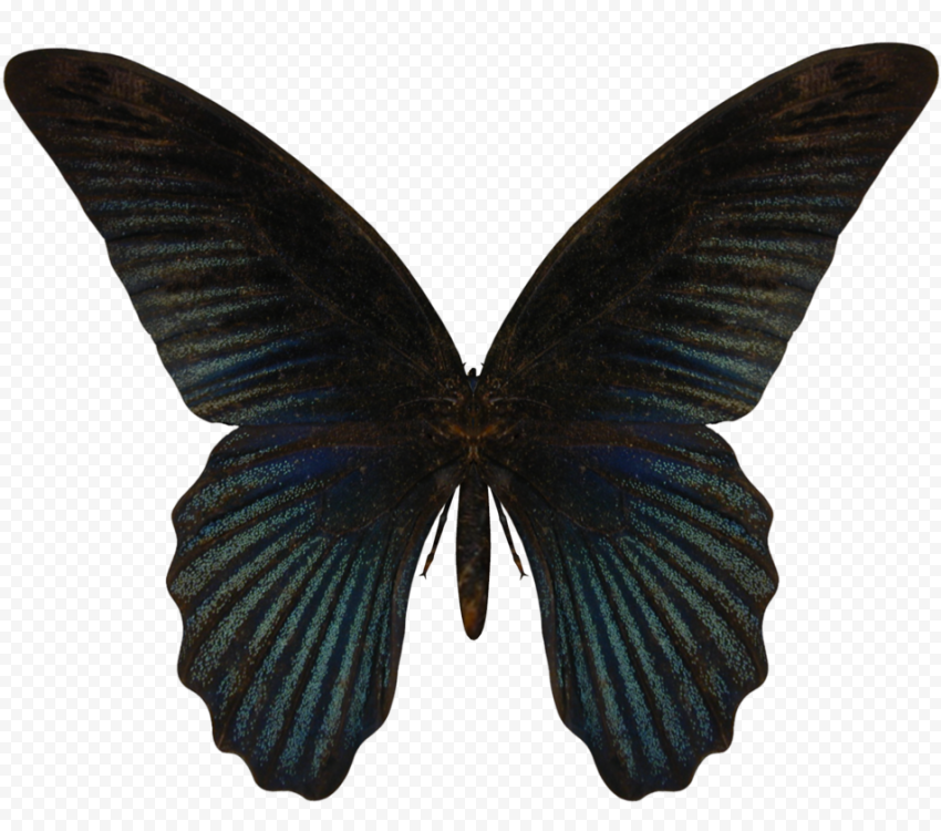 black butterfly png 