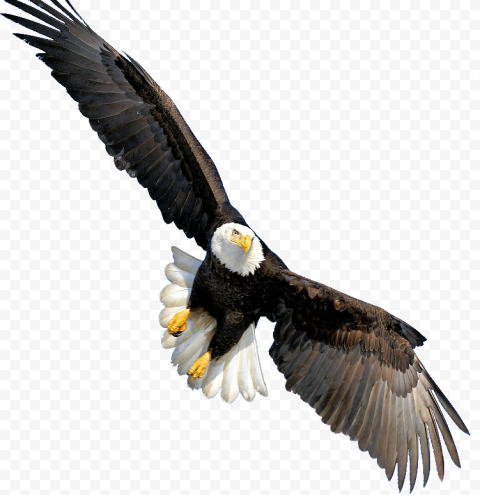 bald eagle, Bald Eagle Throw pillow Beak CafePress, Bald Eagle, animals, biology, kitty 