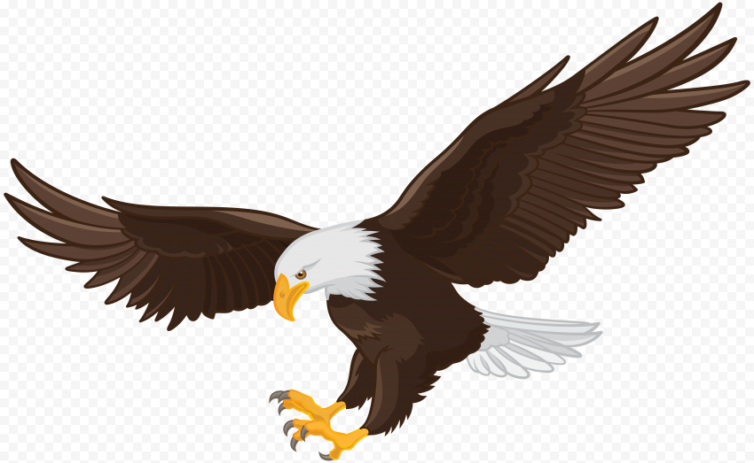 Bald eagle, Eagle, fauna, wildlife, bird 