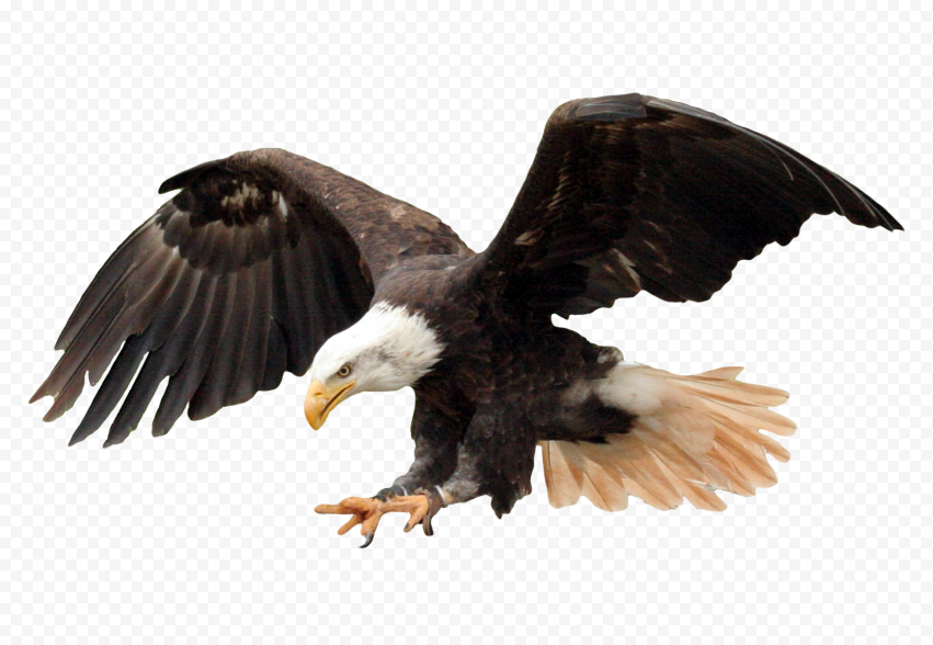 bald eagle, Bald Eagle Bird, Bald Eagle, fauna, wildlife, vulture