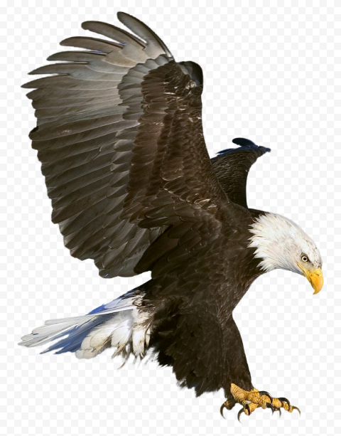 American Bald Eagle, Bald Eagle, golden eagle, animals, fauna, wildlife 