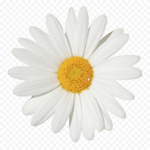 Common daisy Flower Chamomile graphy, flower garland, white, flower, daisy Family