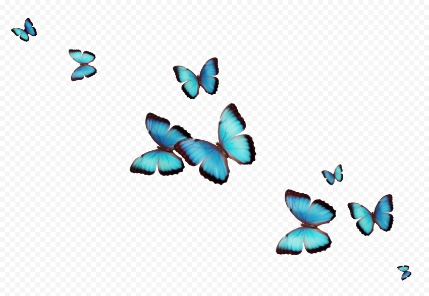 Butterfly Desktop Flower, butterfly, text, insects, color