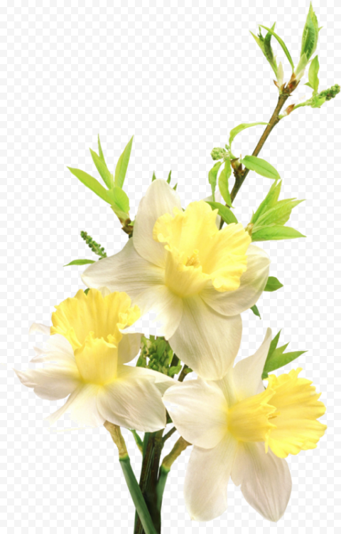 Flower, Flower Yellow, herbaceous Plant, flower Arranging