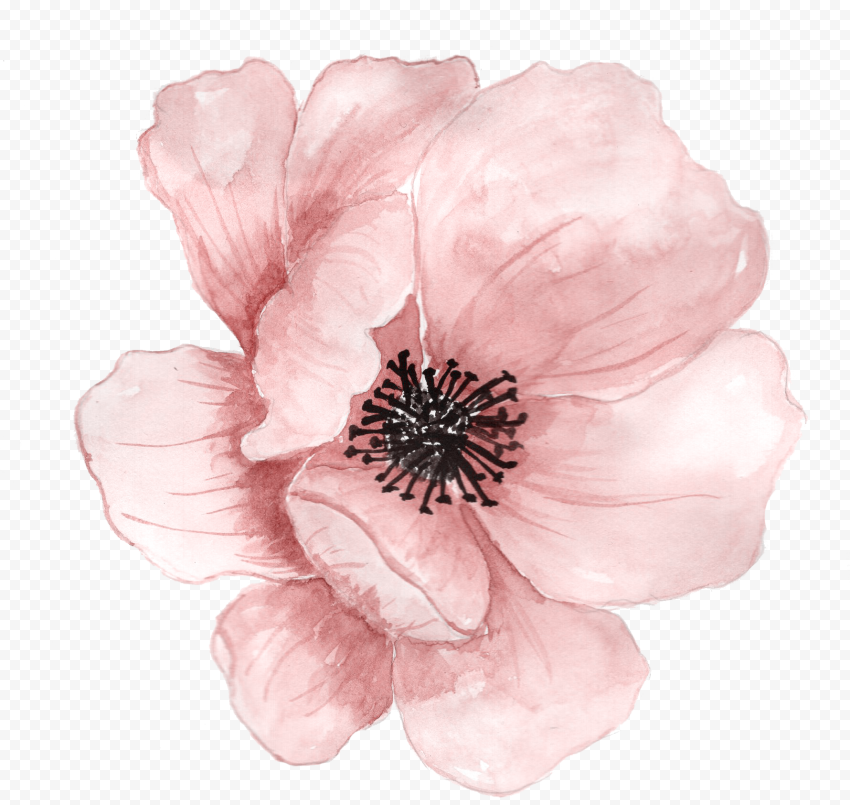 Flower Watercolor painting, Pink hand painted flowers, pink flower, color, cartoon, painting