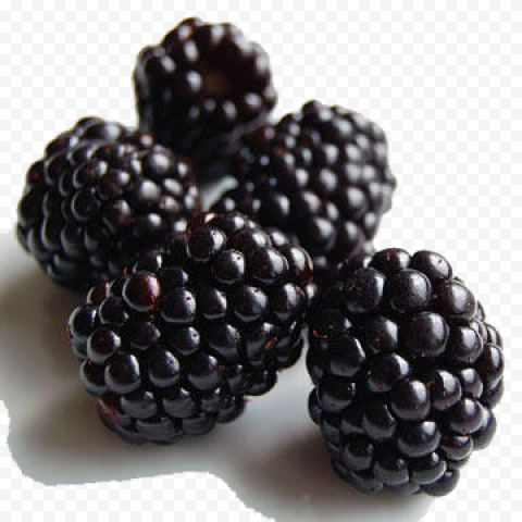 black raspberries clipart