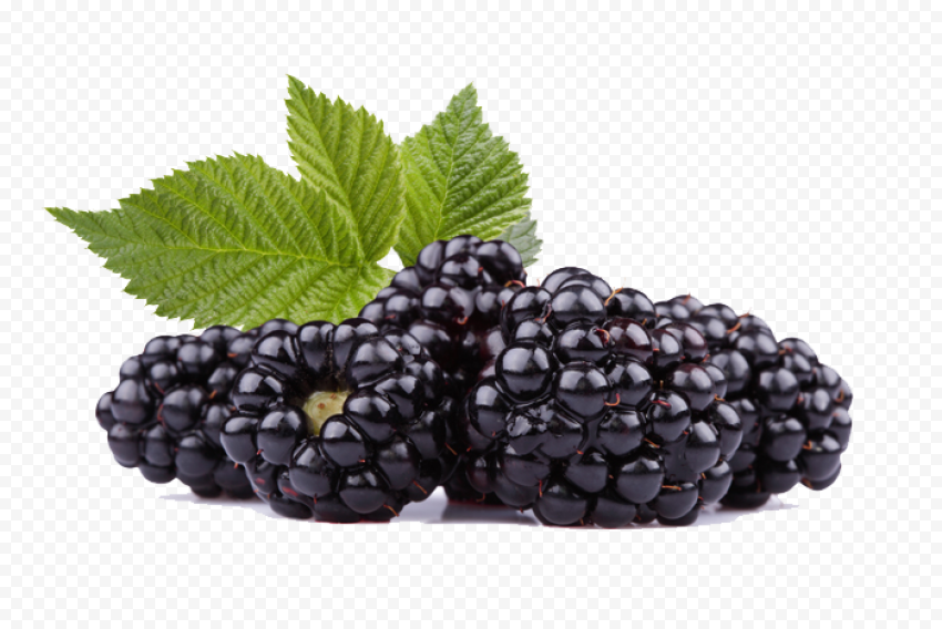 black raspberries photos