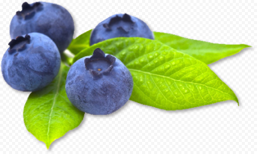blueberry transparent picture
