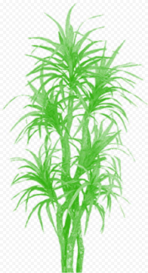bamboo tree clipart png tree png plan tree png clipart palm trees
