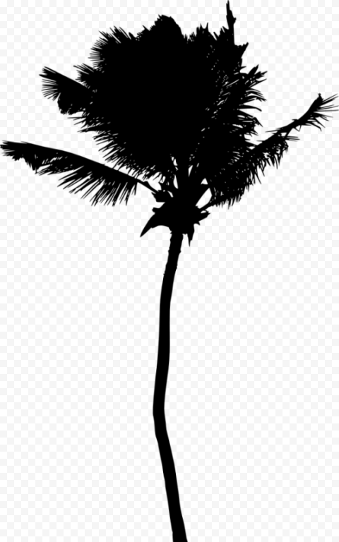 palm tree silhouette background png