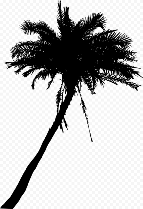 palm tree silhouette px 