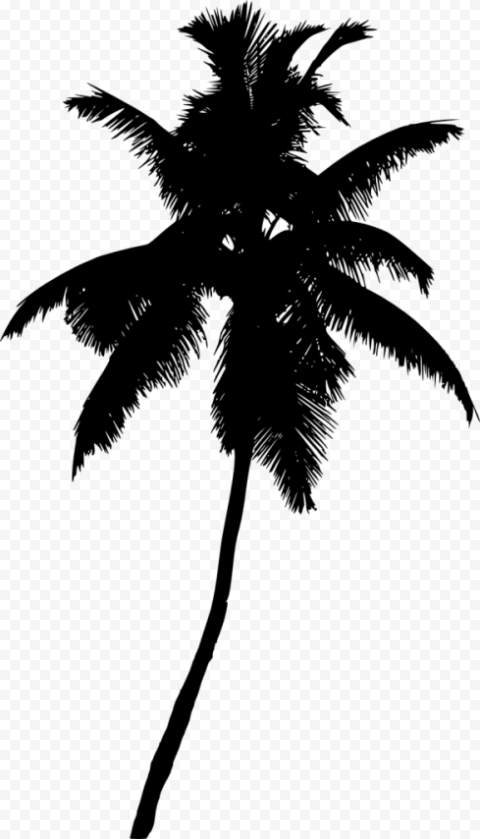 palm tree silhouette transparent