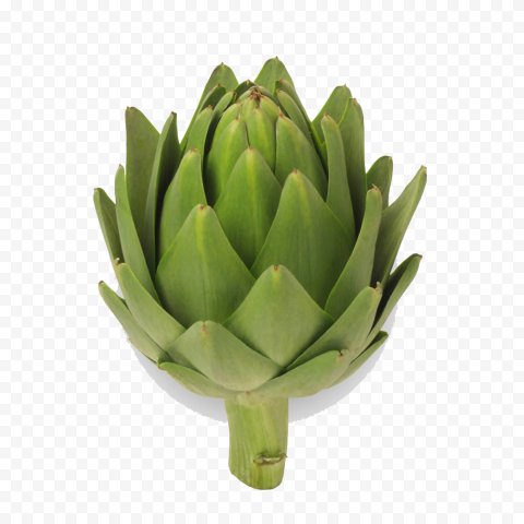 artichokes picture