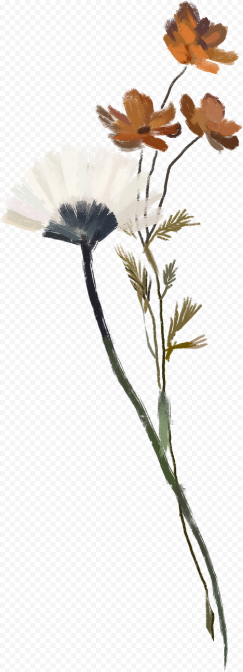 Dried flowers, flowers, wildflowers, png