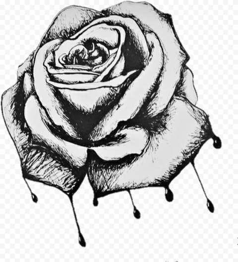 Rose Roses Draw Drawing Blackandwhite   Bleeding Roses Drawing, HD Png Download