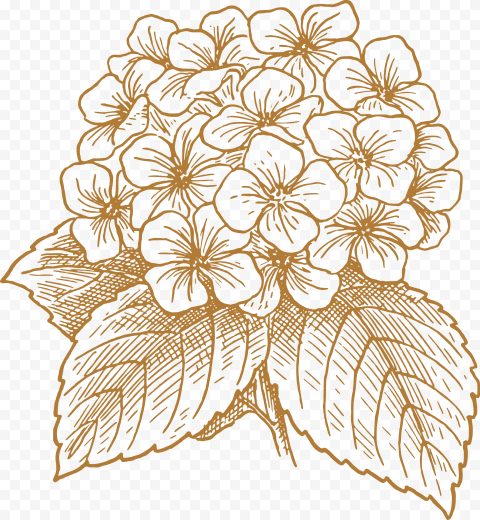 French Hydrangea Flower Drawing Clip Art   Realistic Hydrangea Flowers Drawing, HD Png Download