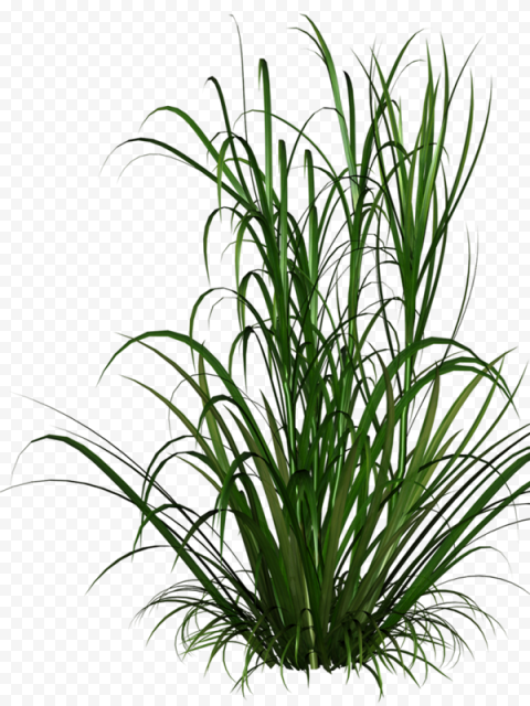 Grasses, Grass, green grass illustration, cartoon Grass, plant Stem, artificial Grass png