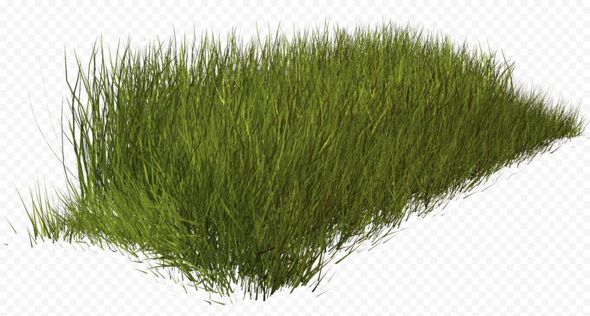 Green grass, Weed Grass, grass, herbaceous Plant, river, wildflower png