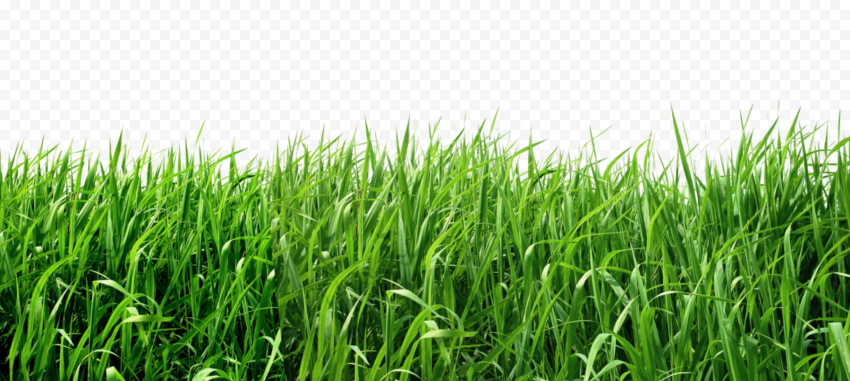 Lawn, grass, grass, lawn, agriculture png