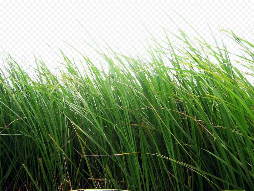 Green grass,, grass, green grass, grass, lawn, desktop Wallpaper png