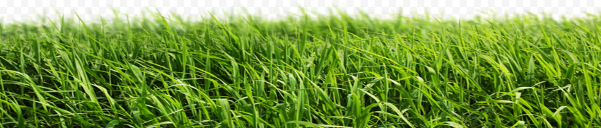 Green grass, grass, landscape, grass, cartoon Grass png