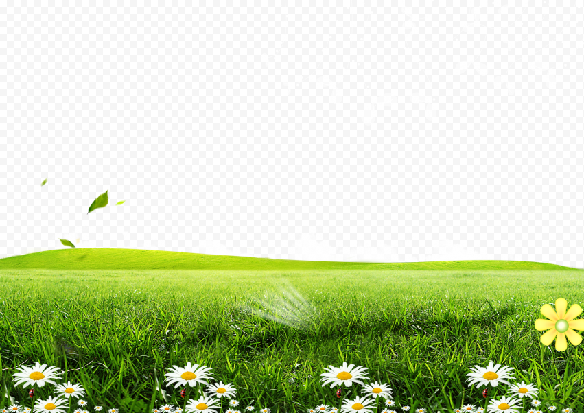 Green grass field, Green Lawn Poster, Posters flowers grass background, white, landscape, sunflower png