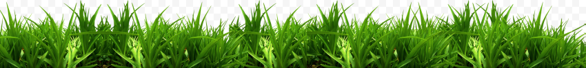 Green grass, Vetiver Sweet Grass Commodity Green Wheatgrass, Grass, cartoon Grass, grass, artificial Grass png