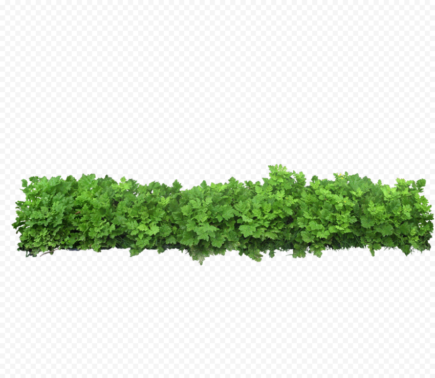 Green hedge, Icon, Green grass, leaf, rectangle, grass png