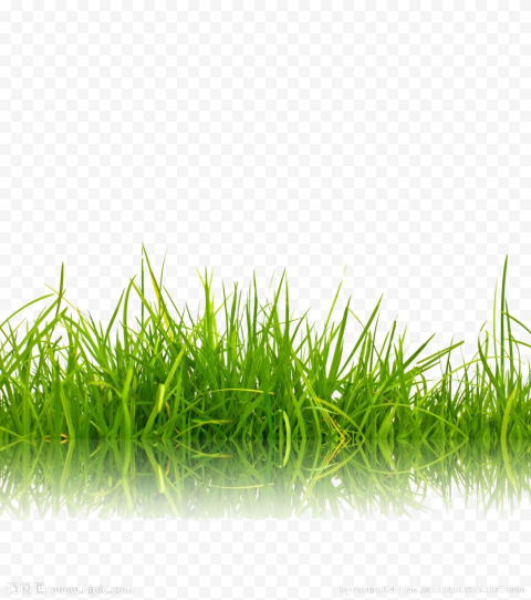 Green grass background, meadow, grass, green png