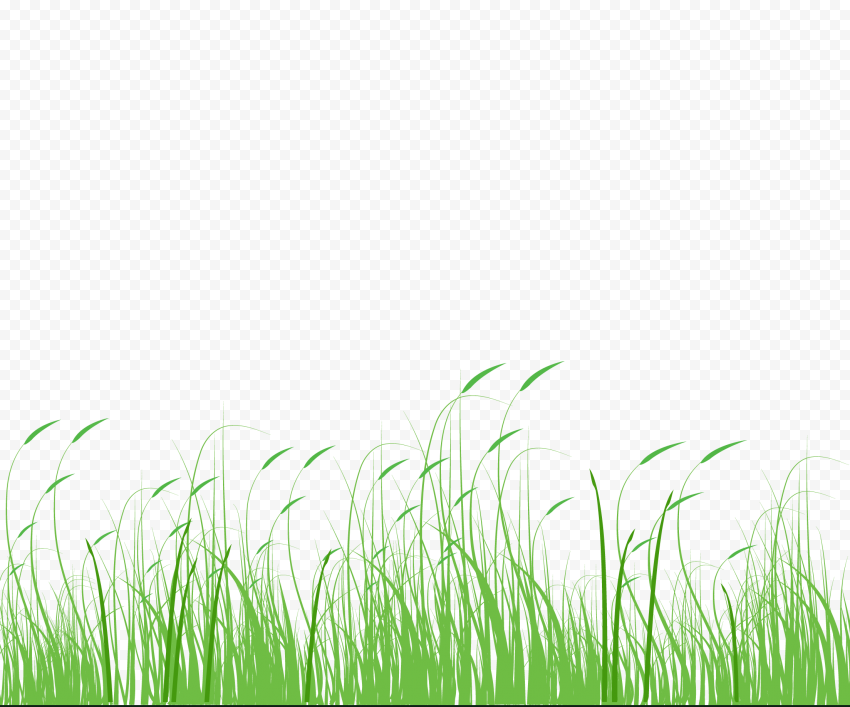 Setaria viridis Green Meadow Grass, grass,Dog's tail grass,Grass,Green,Meadow, herbaceous Plant, computer, computer Wallpaper png