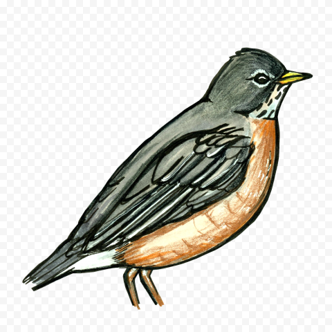 American Robin Bird PNG Free Download