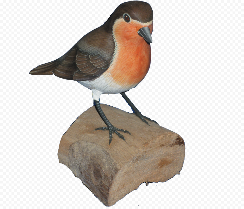 European Robin Bird PNG Pic