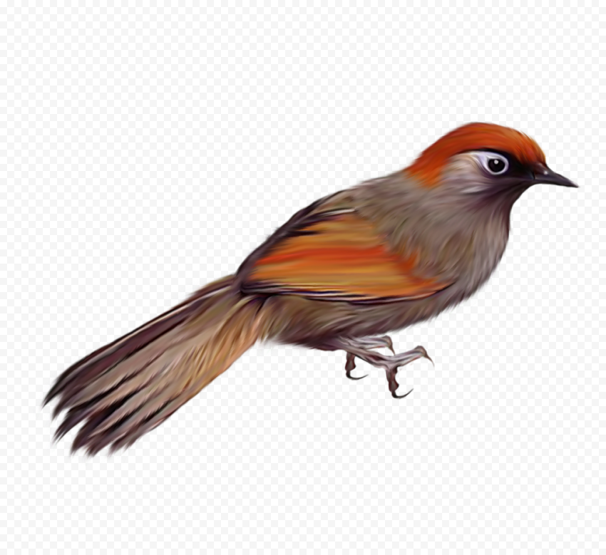 European Robin Bird Transparent Image