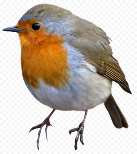 European Robin Bird PNG Pic HQ