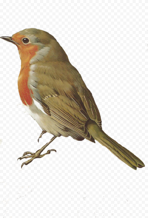 European Robin Bird PNG Image HQ