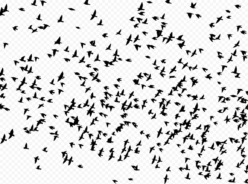 Flock of Birds PNG High Quality Image