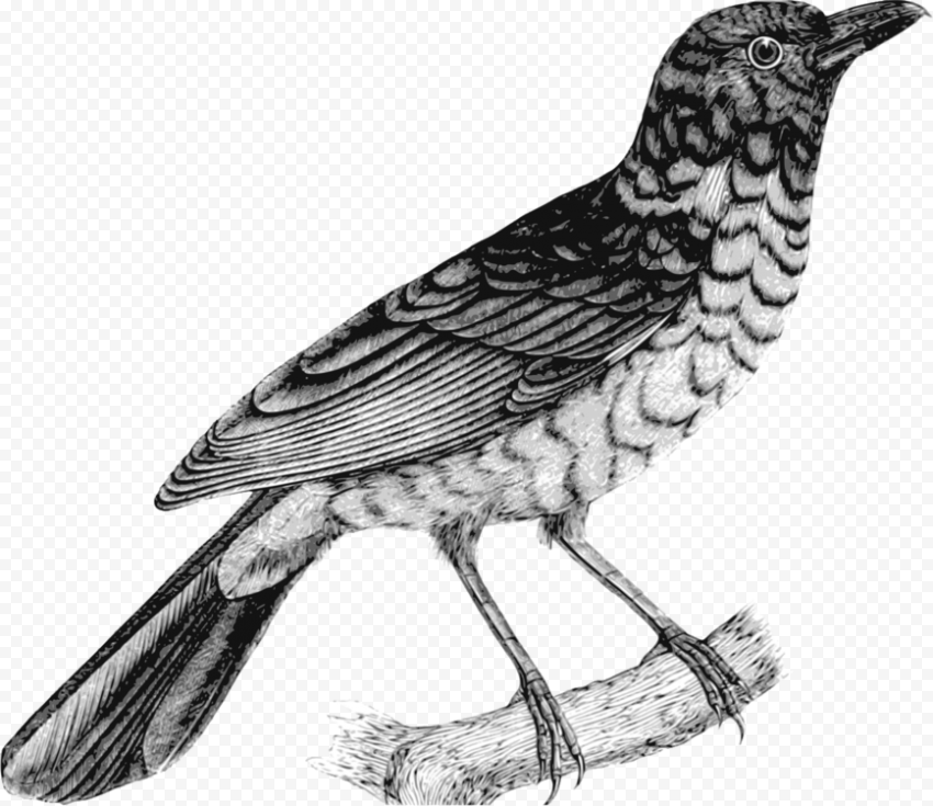 American Robin Bird PNG Image